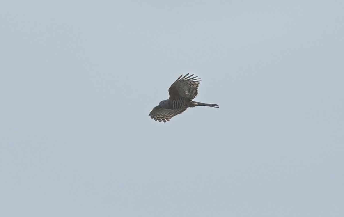 Pacific Baza - ML620291667