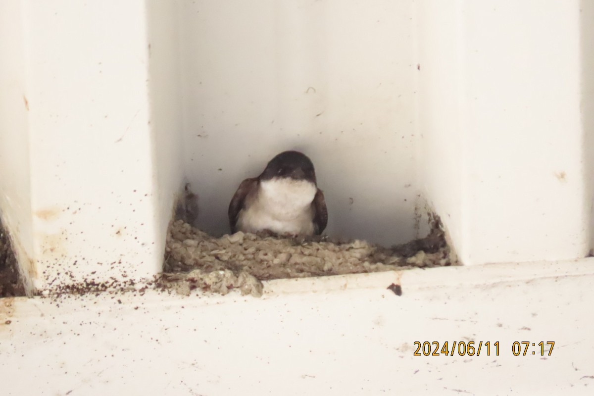 Asian House-Martin - ML620291669