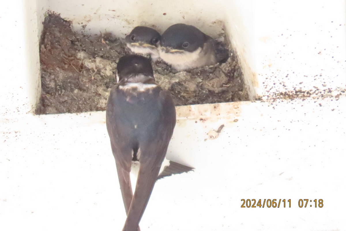 Asian House-Martin - ML620291681