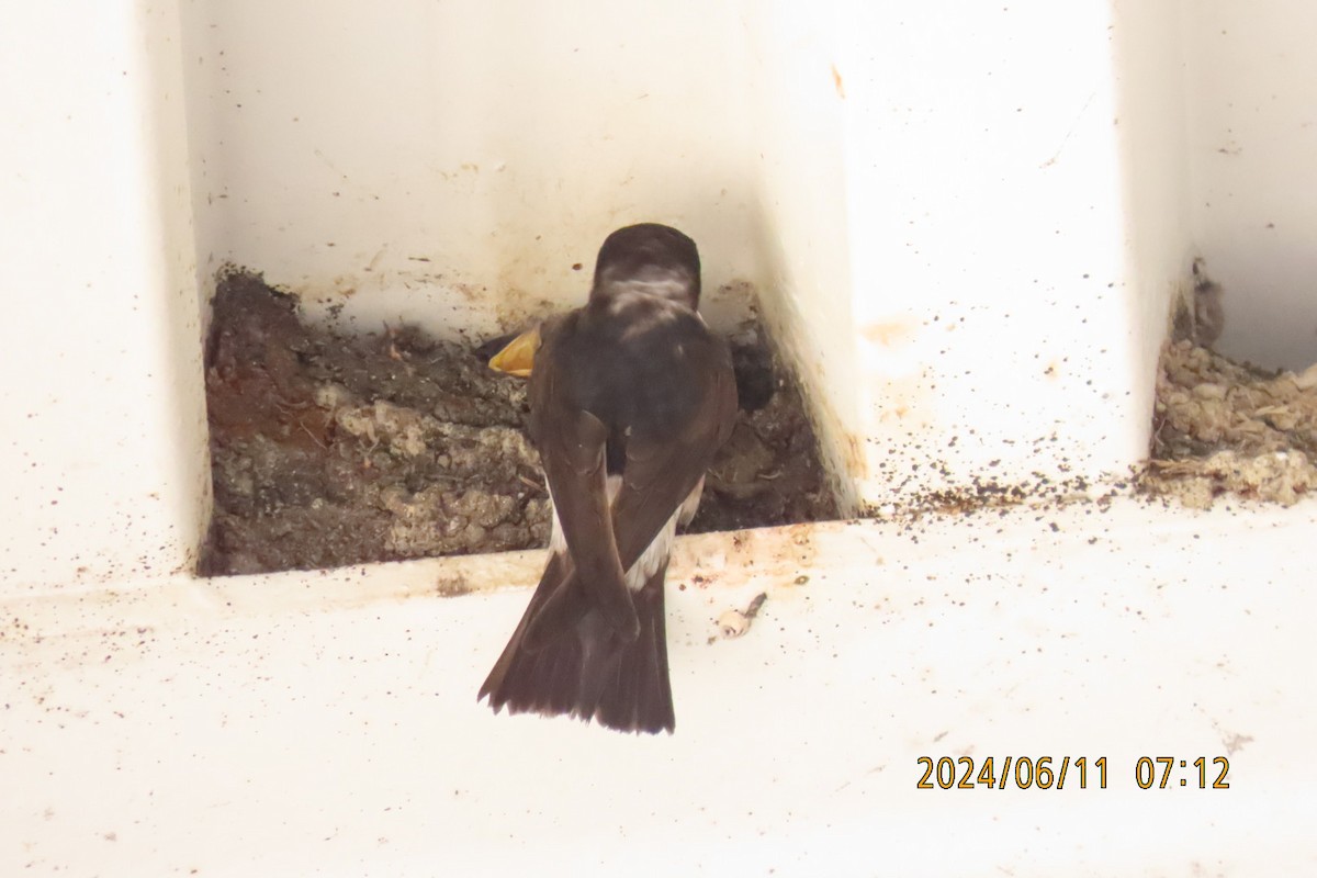 Asian House-Martin - ML620291682