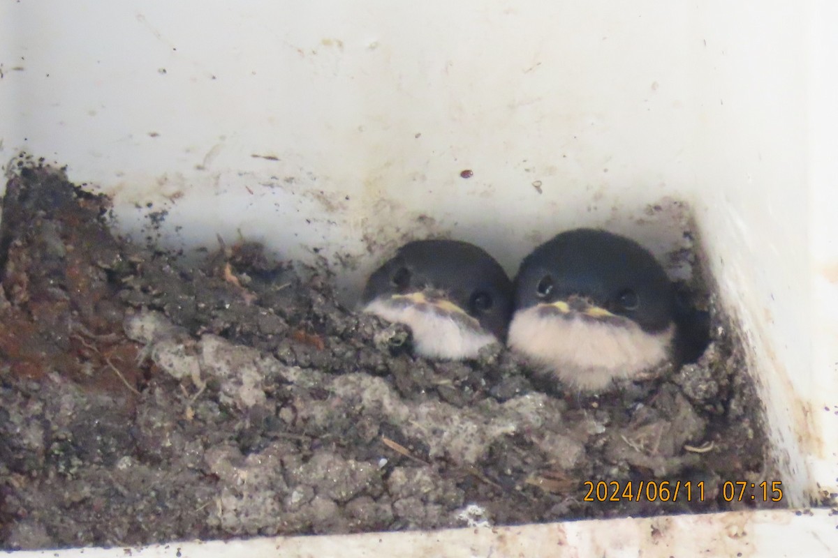 Asian House-Martin - ML620291687