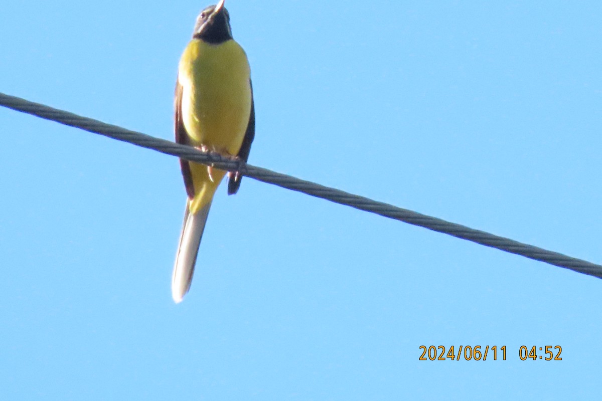 Gray Wagtail - ML620291691