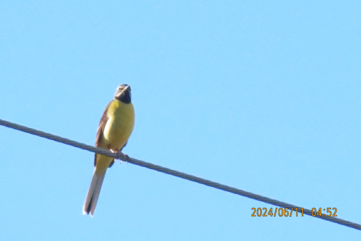 Gray Wagtail - ML620291694