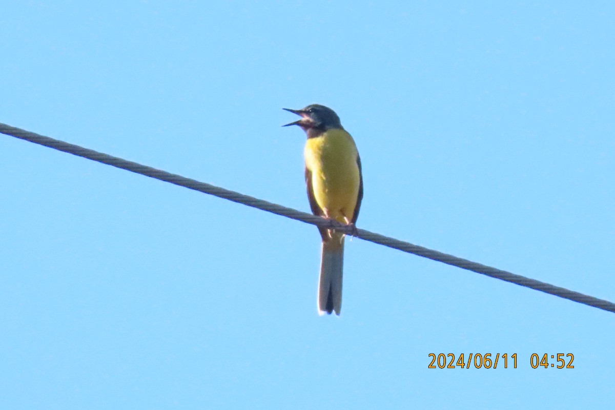 Gray Wagtail - ML620291697