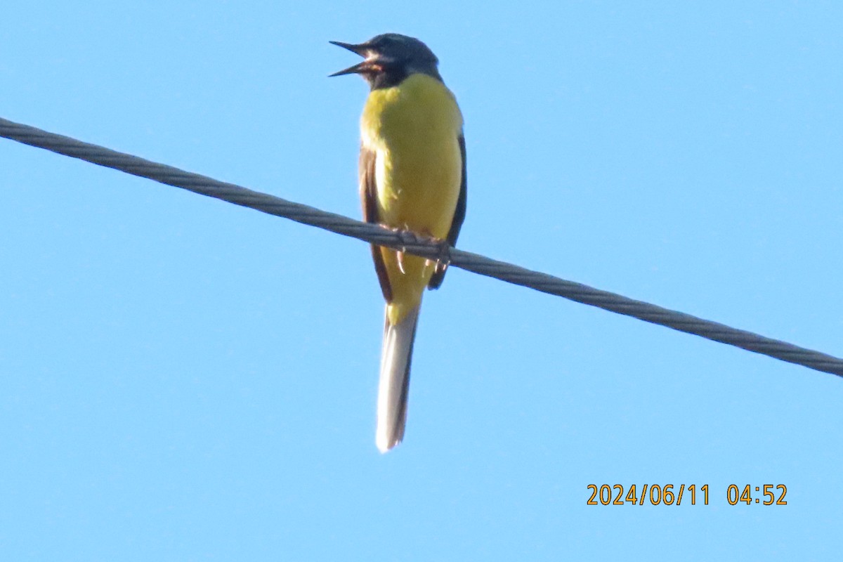 Gray Wagtail - ML620291698