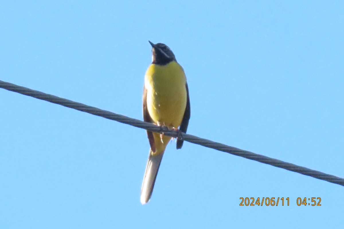 Gray Wagtail - ML620291700