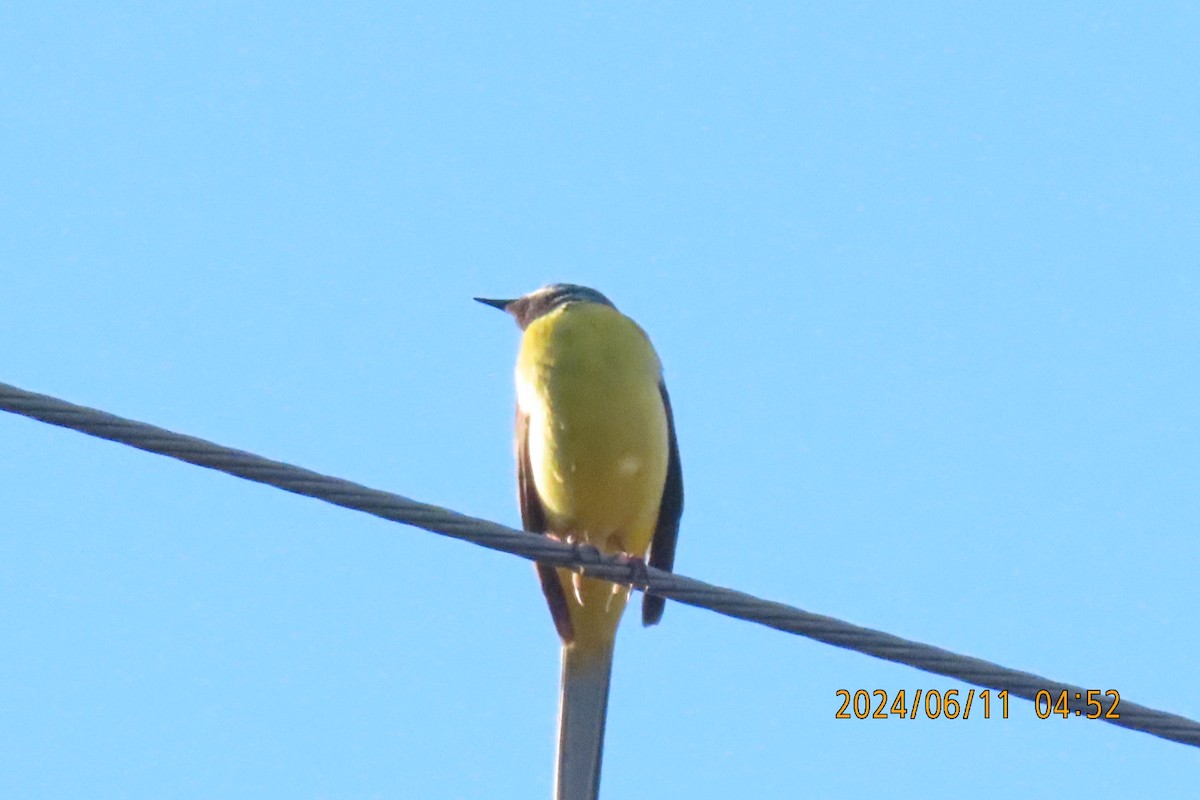 Gray Wagtail - ML620291701