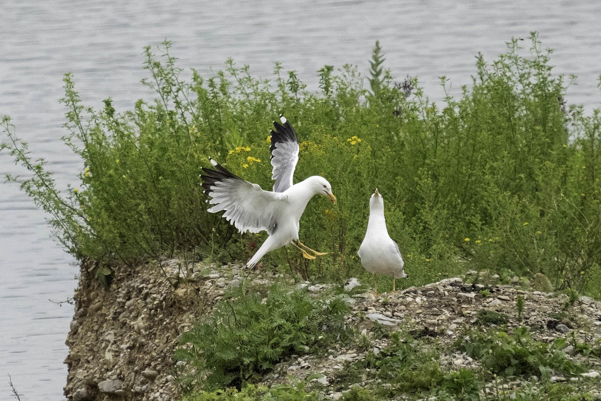 Gaviota Patiamarilla - ML620291704