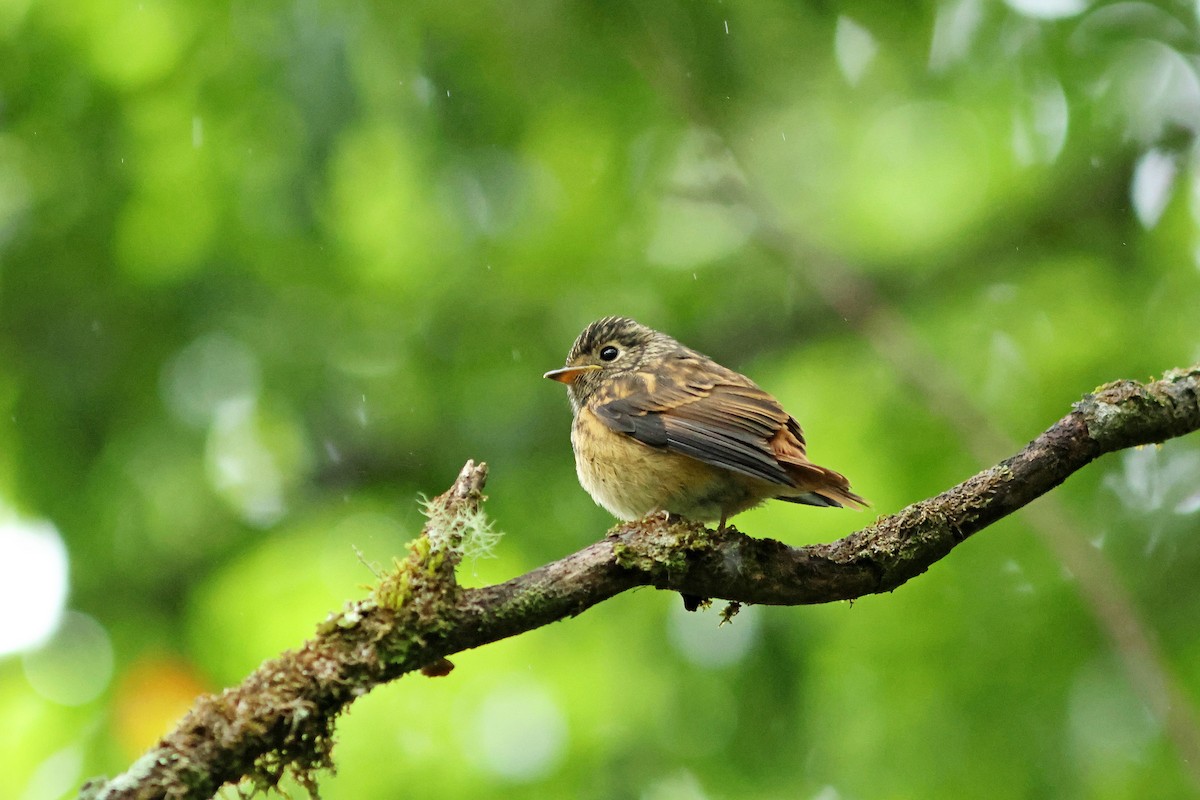 Ferruginous Flycatcher - ML620291706