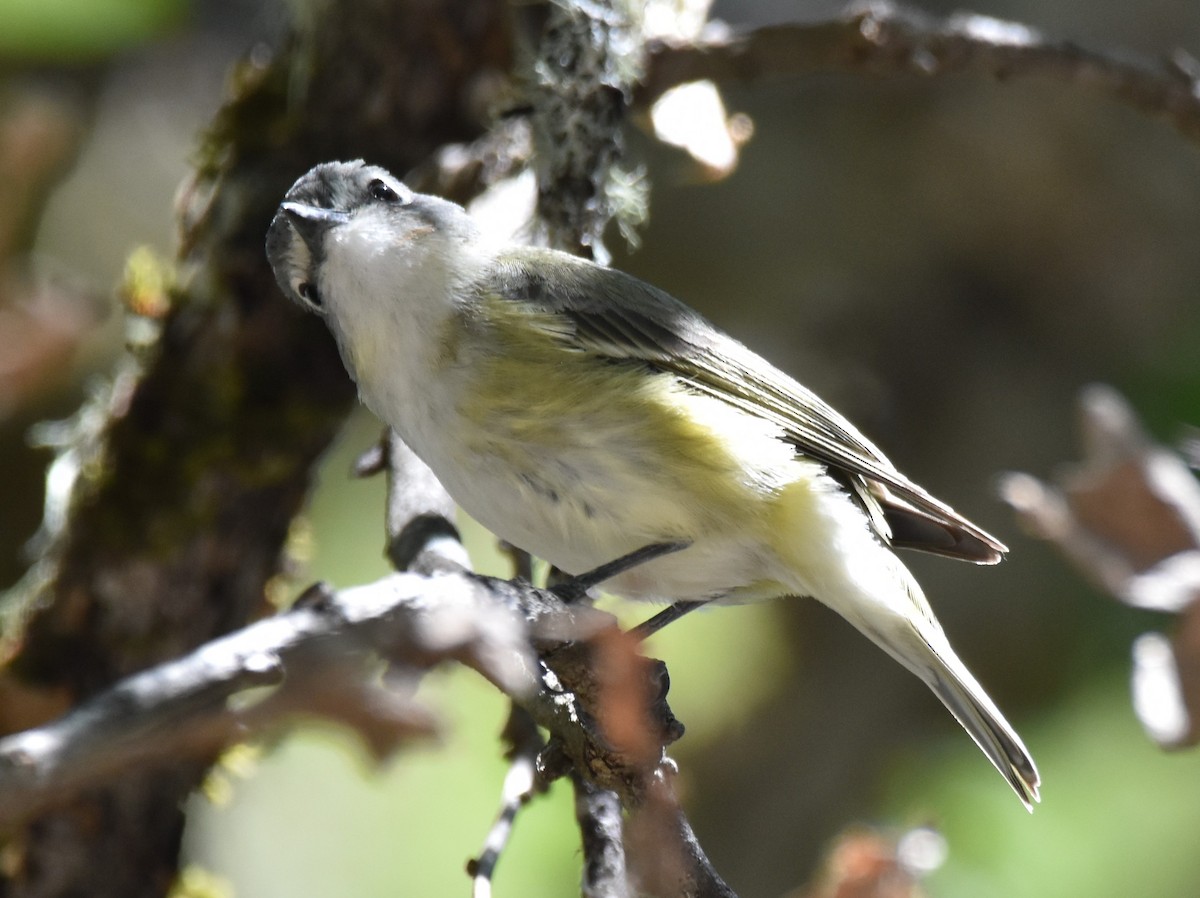 Vireo de Cassin - ML620291713