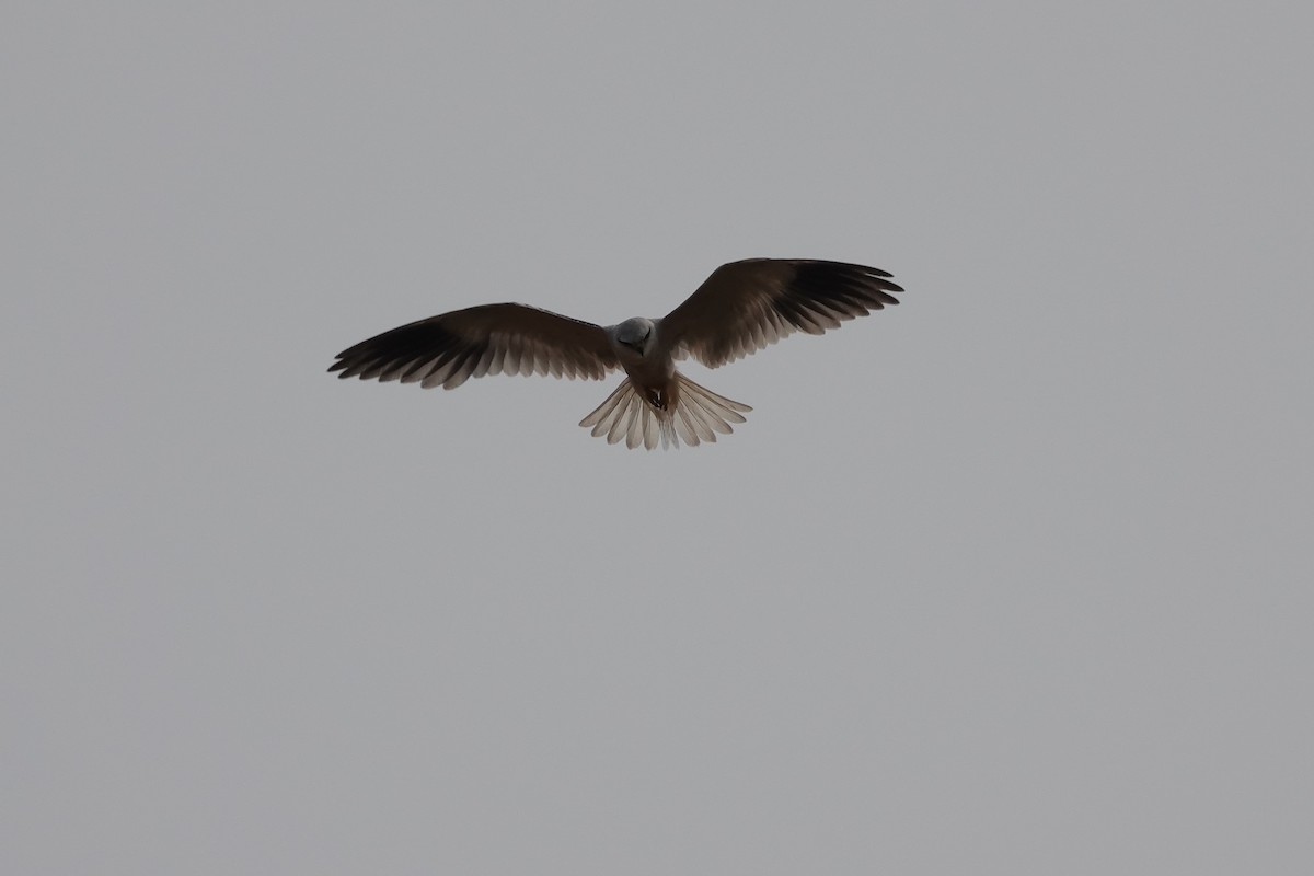 Black-winged Kite - ML620291716