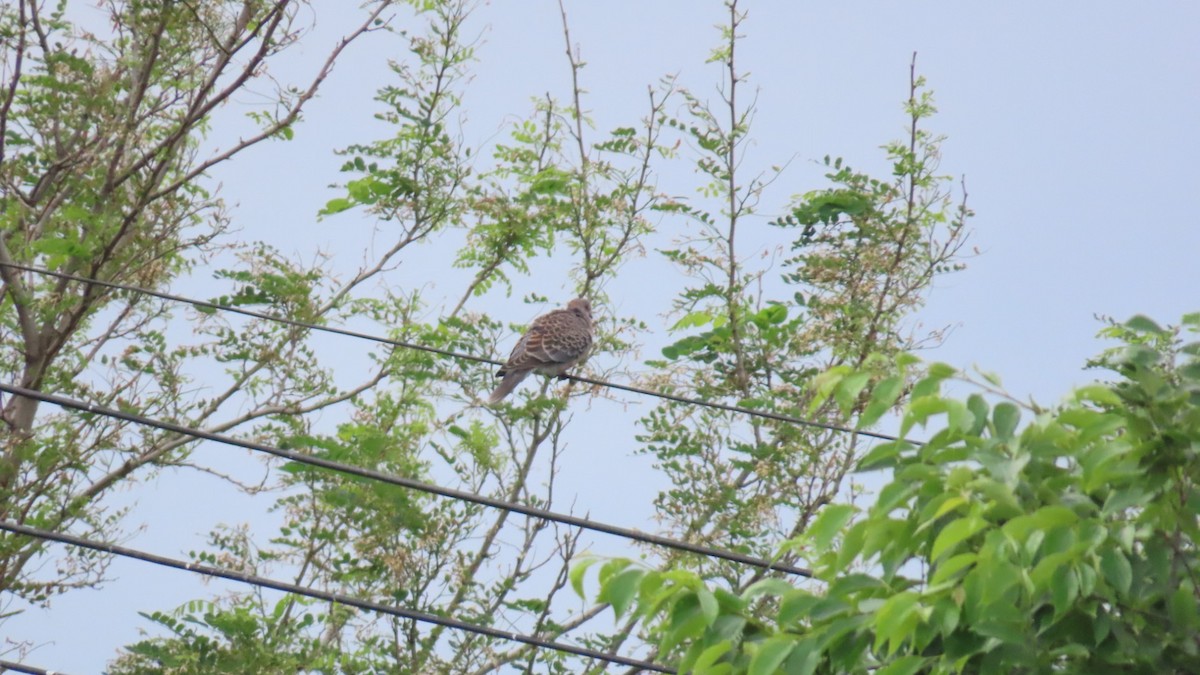 Oriental Turtle-Dove - ML620291719