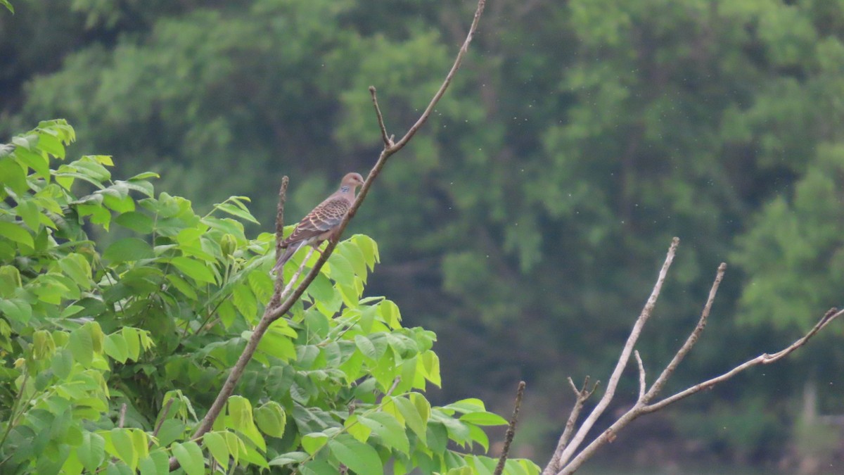 Oriental Turtle-Dove - ML620291721