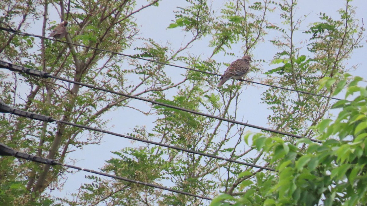 Oriental Turtle-Dove - ML620291723