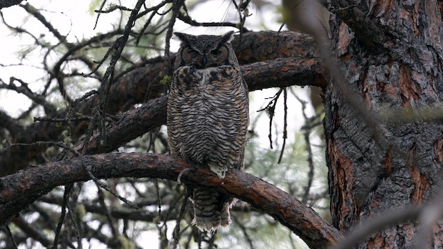 Great Horned Owl - ML620291724