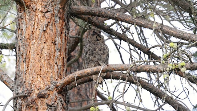 Great Horned Owl - ML620291726