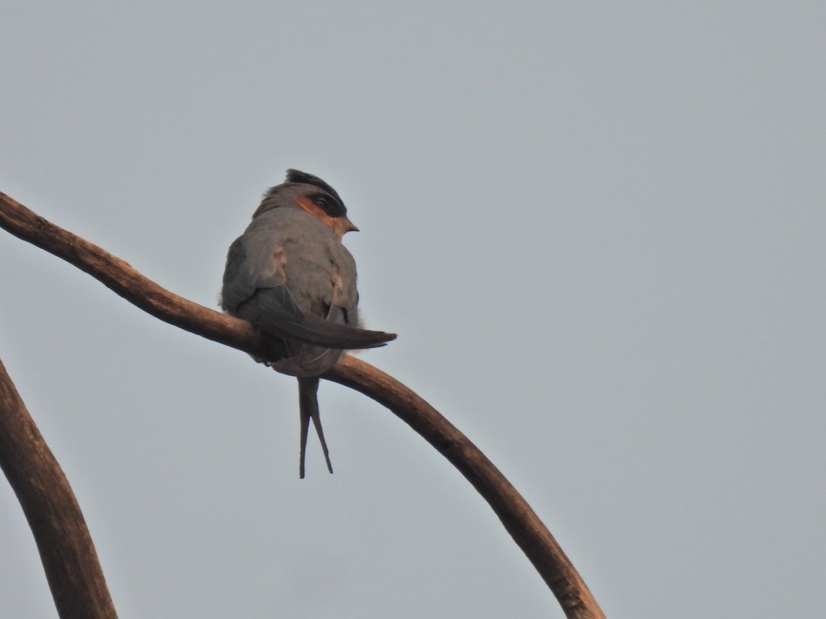 Crested Treeswift - ML620291728