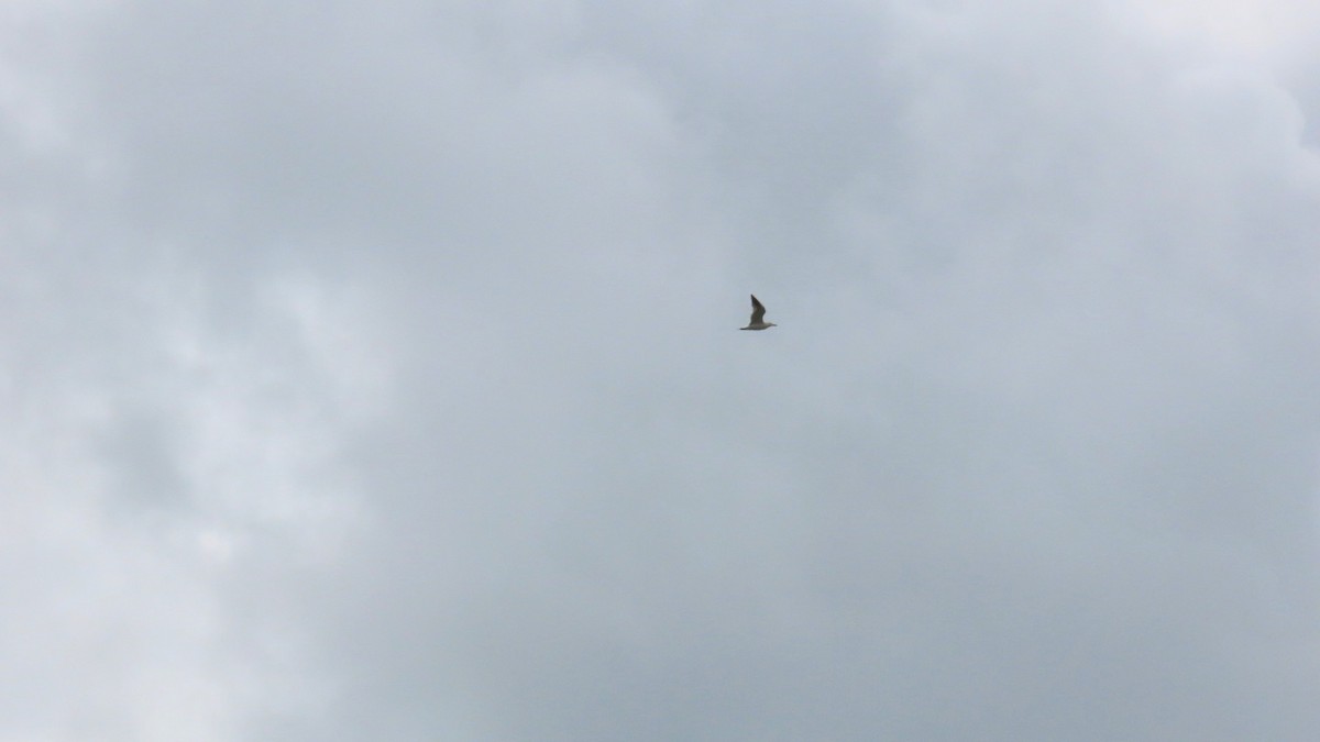 Black-tailed Gull - ML620291730