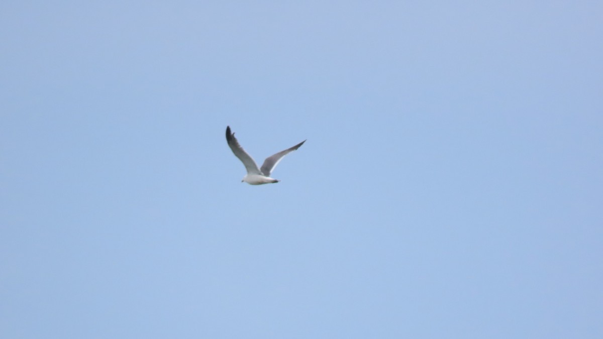 Black-tailed Gull - ML620291731