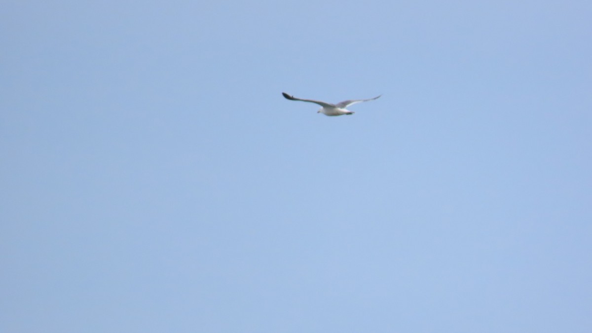 Black-tailed Gull - ML620291732