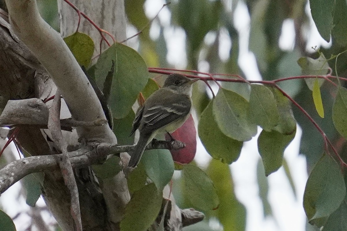 Willow Flycatcher - ML620291733