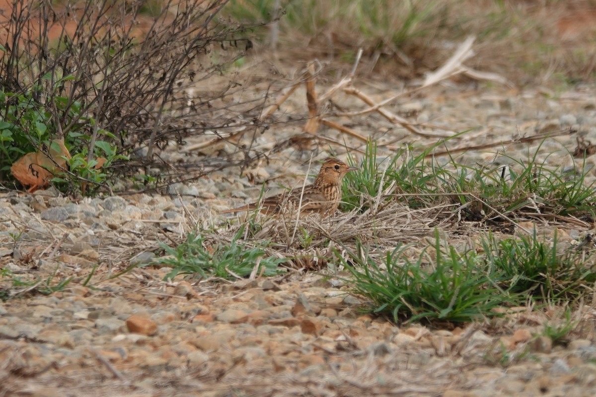 Oriental Skylark - ML620291735