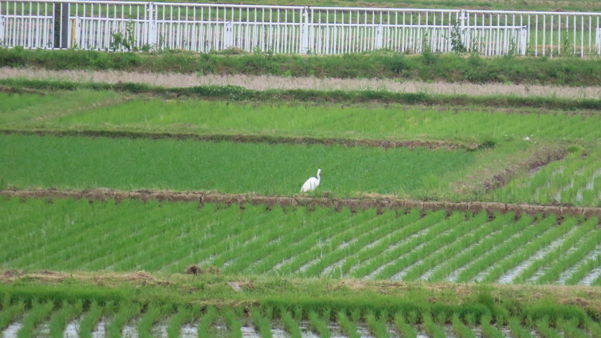 Great Egret - ML620291740