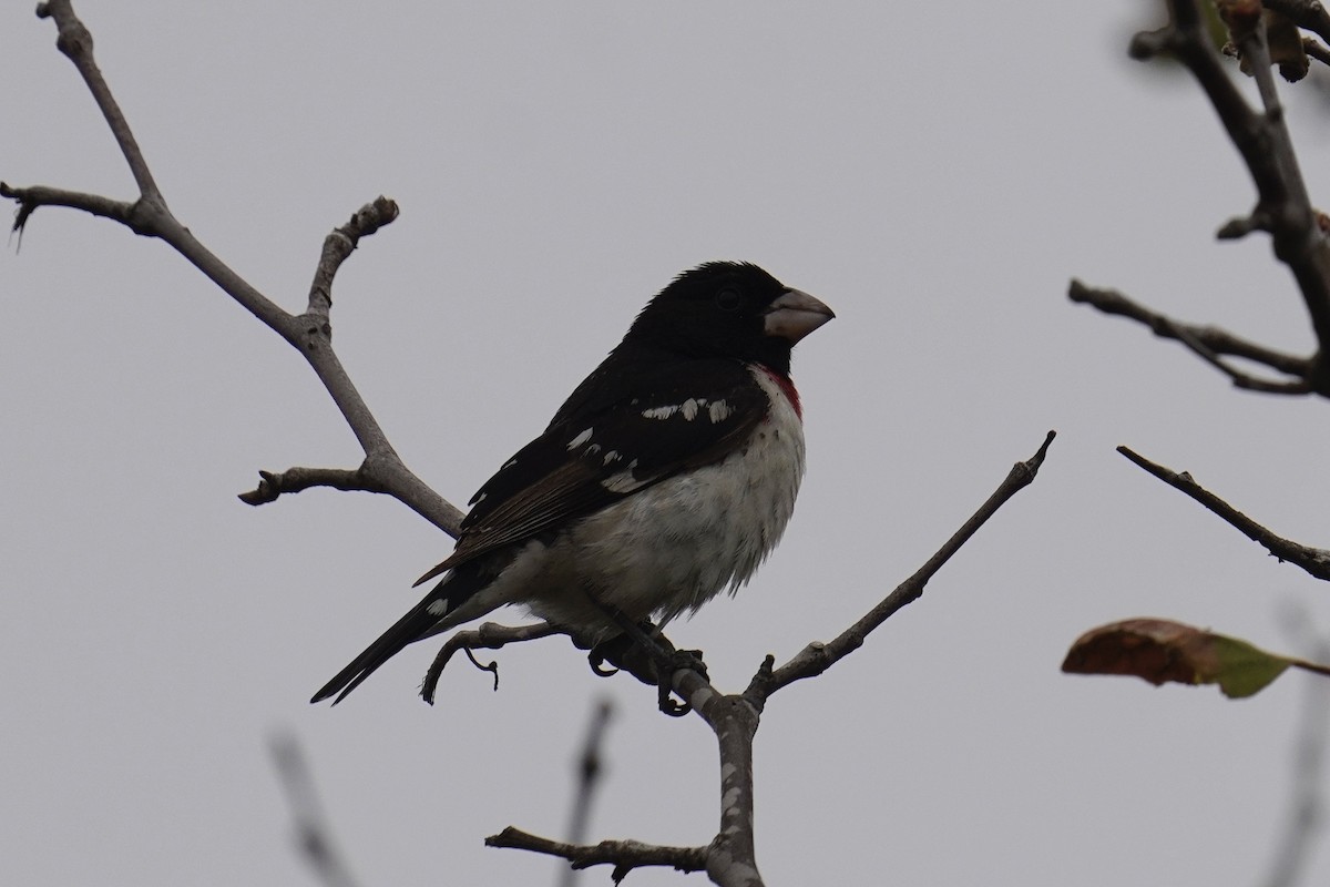 Rose-breasted Grosbeak - ML620291746