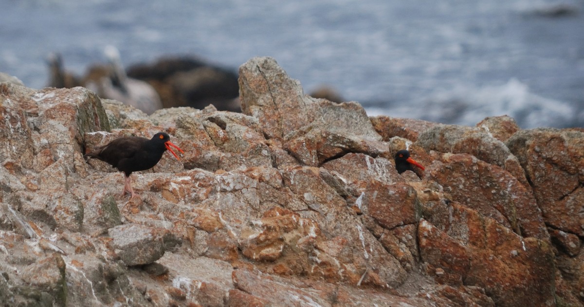 Black Oystercatcher - ML620291748