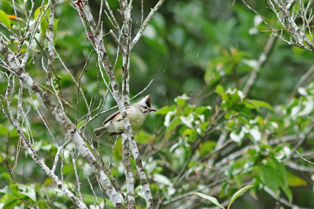 Braunscheitelyuhina - ML620291761