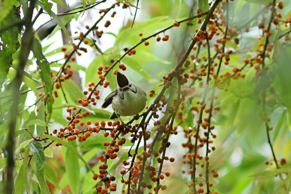 Yuhina de Taïwan - ML620291762