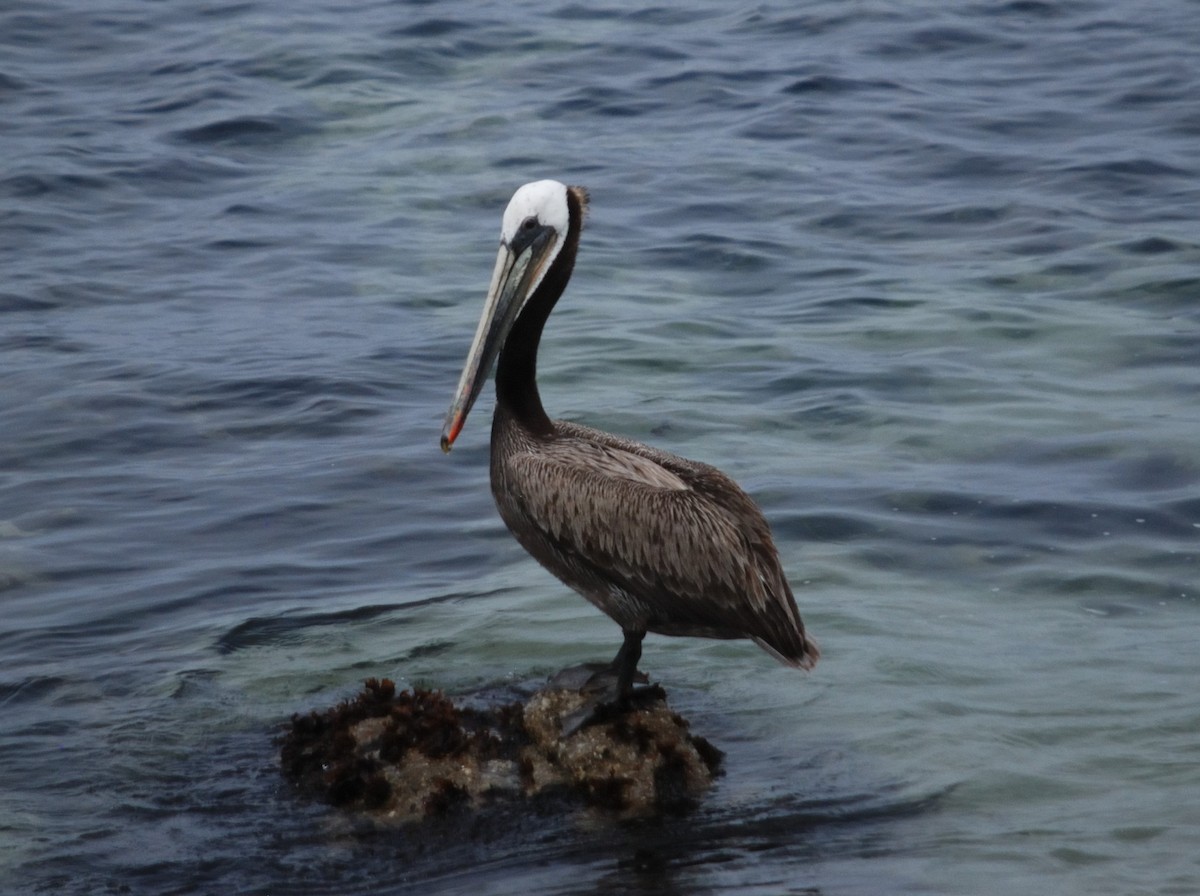 Brown Pelican - ML620291769