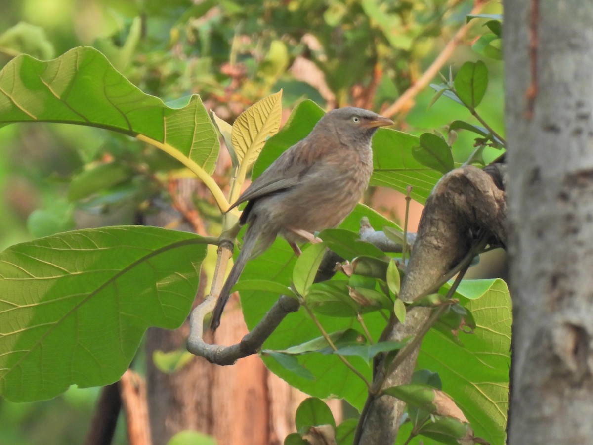 Jungle Babbler - ML620291778