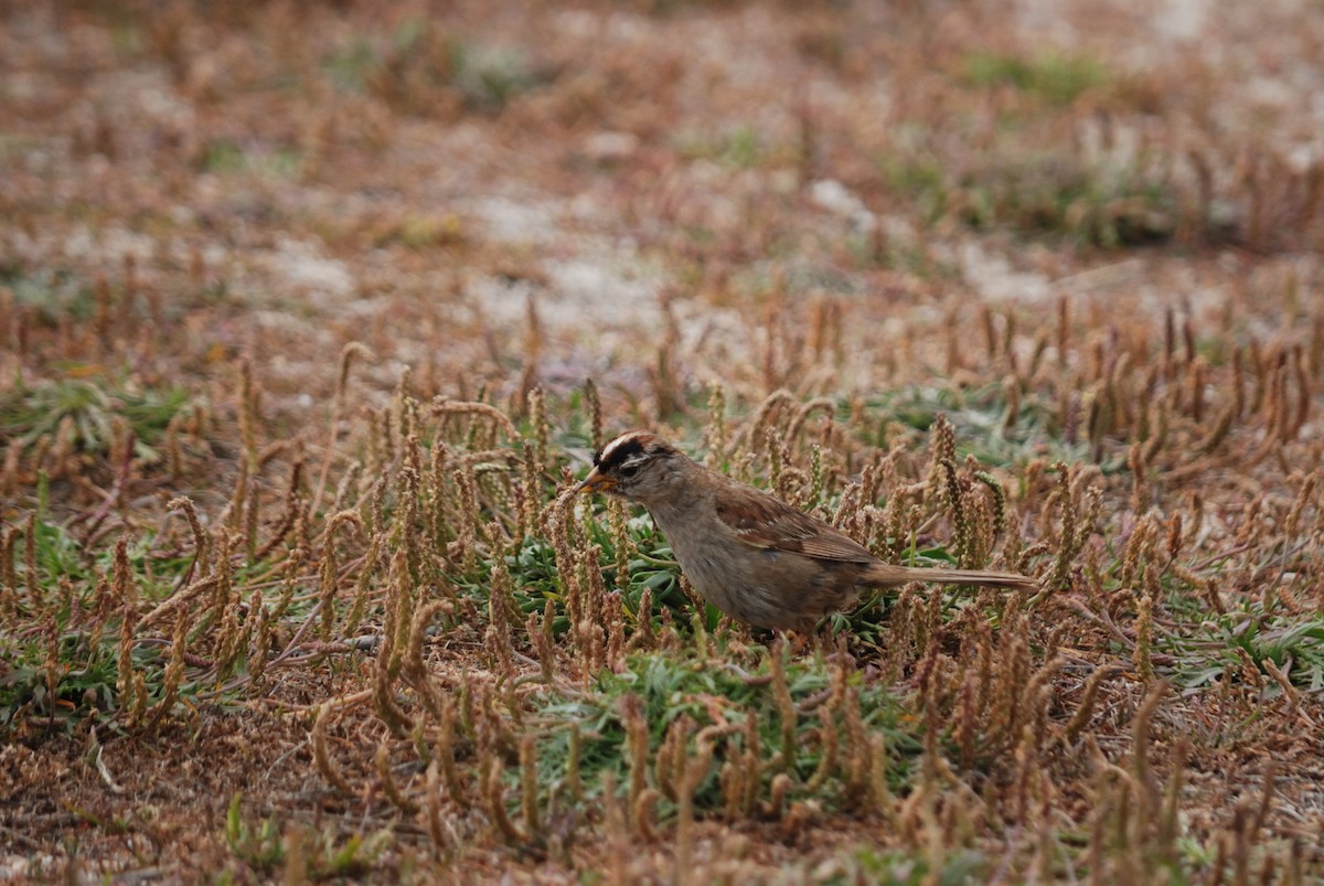 White-crowned Sparrow - ML620291782