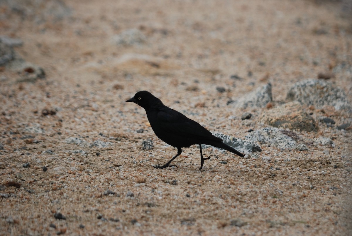 Brewer's Blackbird - ML620291783