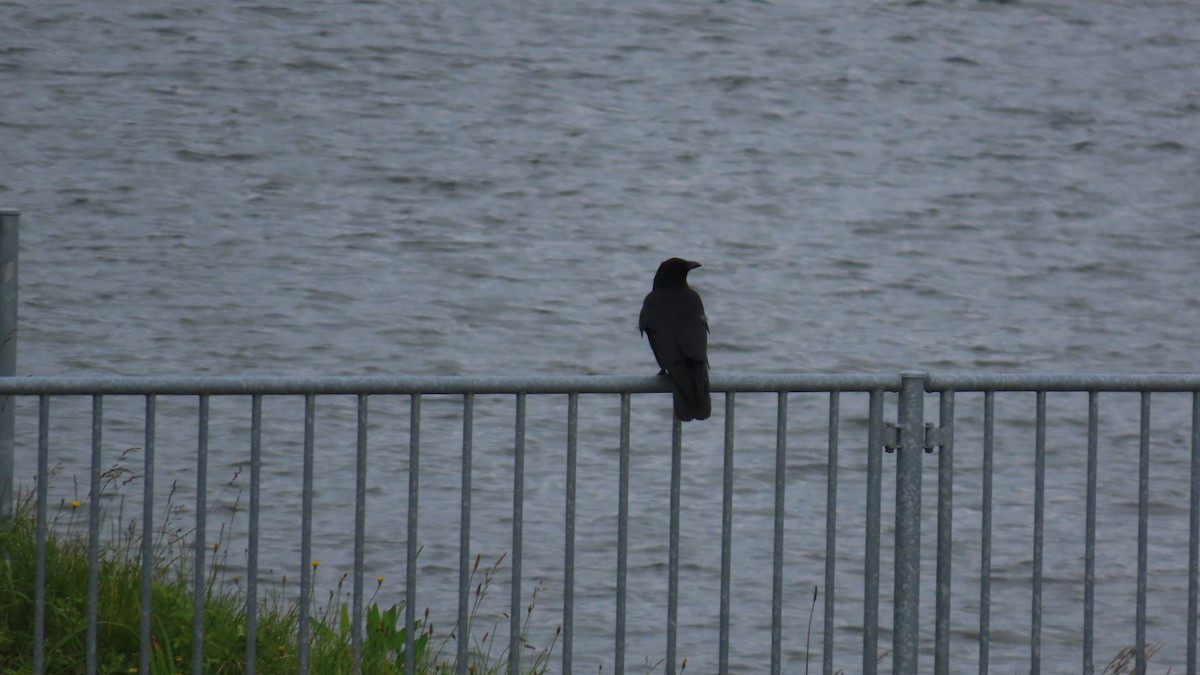 Carrion Crow - ML620291784