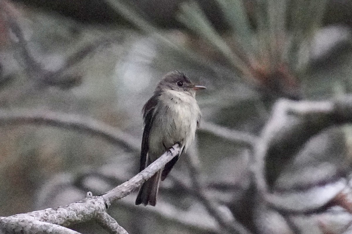 Eastern Wood-Pewee - ML620291786