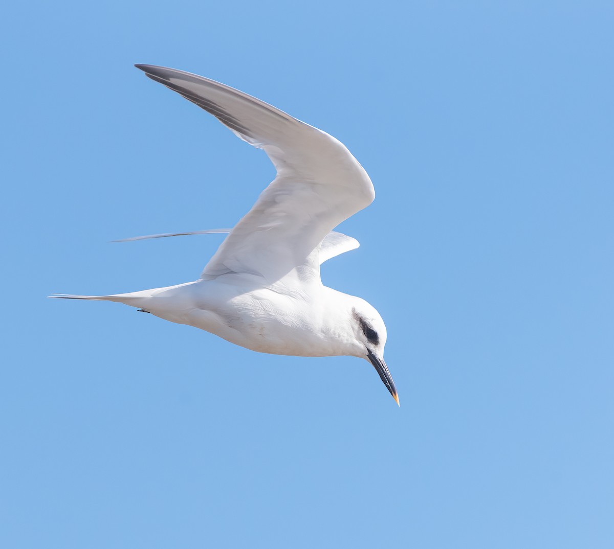 Snowy-crowned Tern - ML620291789