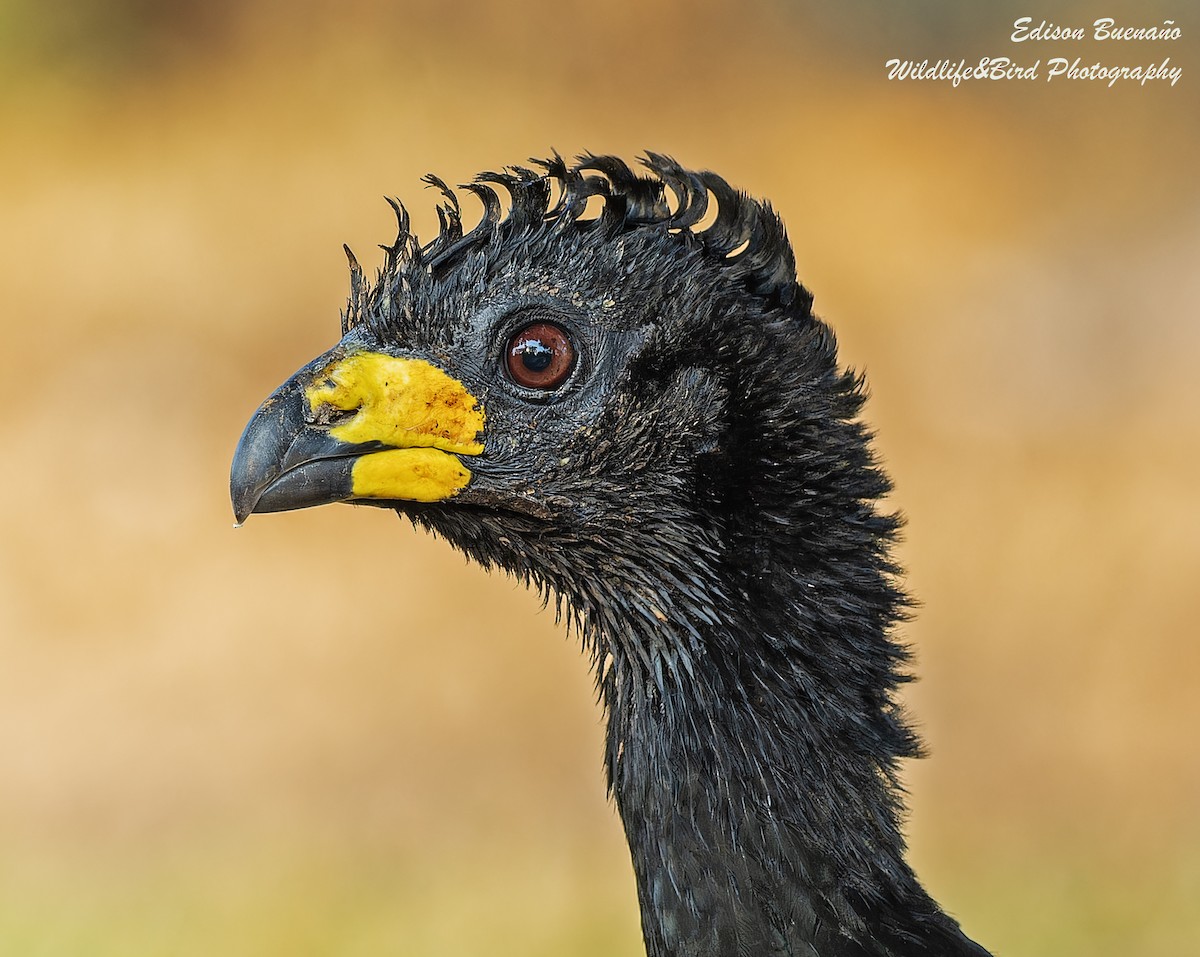 Bare-faced Curassow - ML620291790