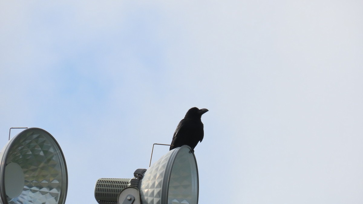 Large-billed Crow - ML620291792