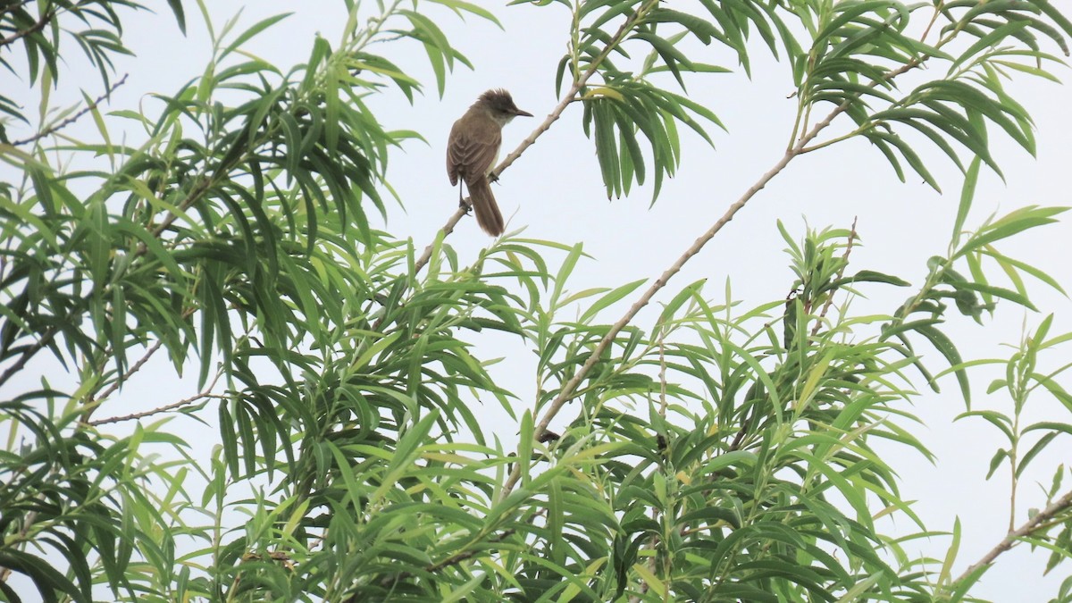 Oriental Reed Warbler - ML620291795