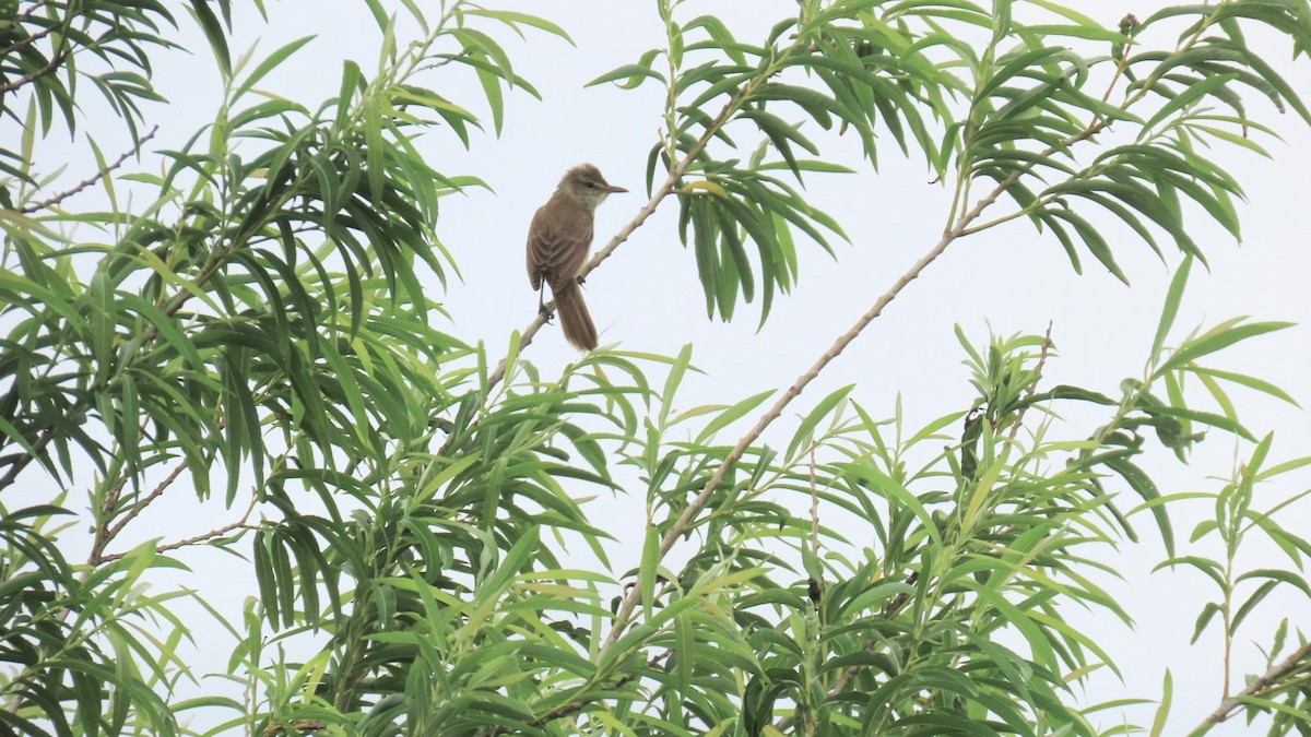 Oriental Reed Warbler - ML620291796