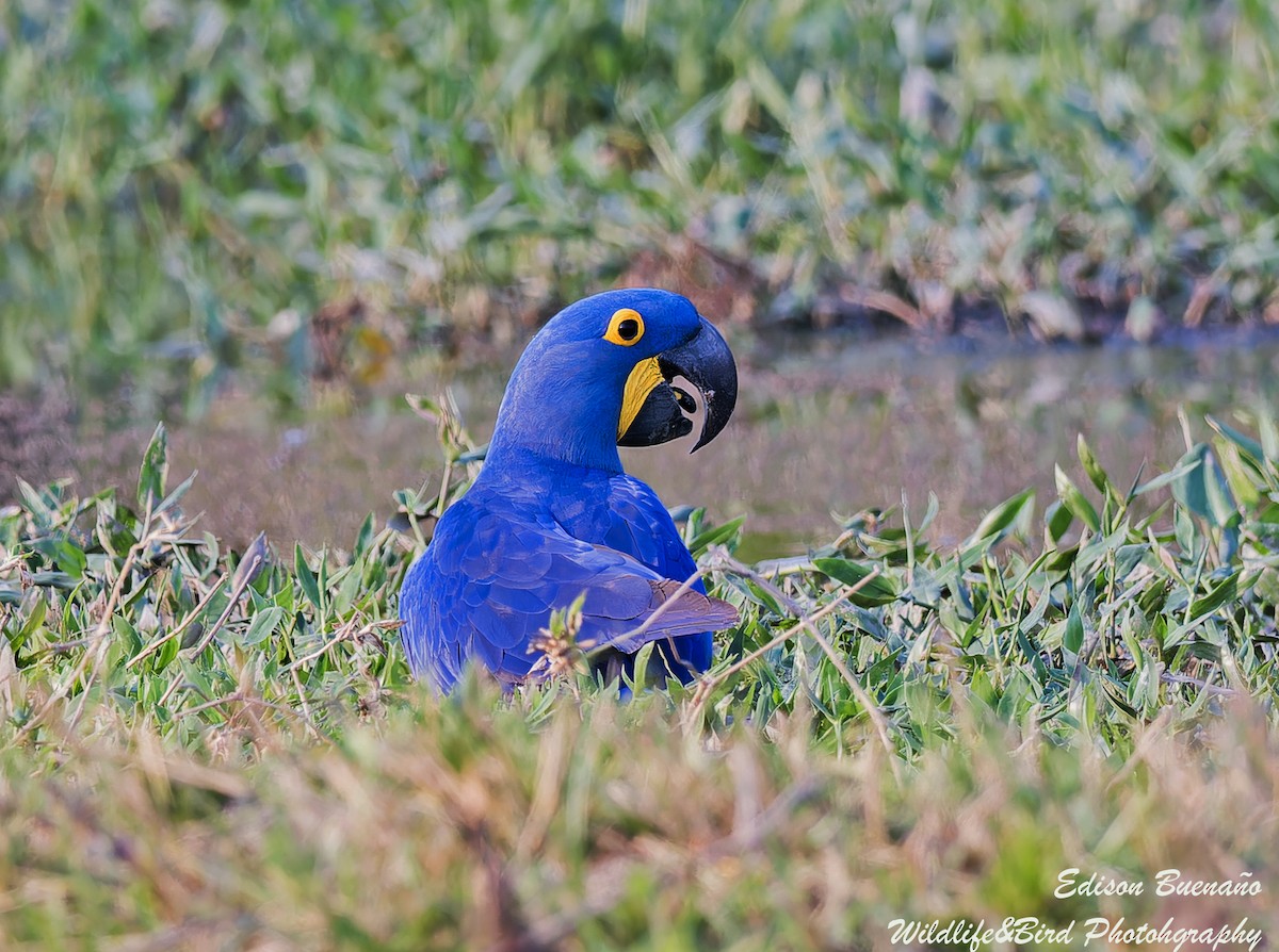 Hyacinth Macaw - ML620291797