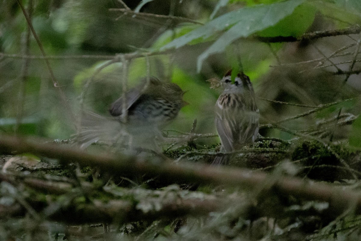 Chipping Sparrow - ML620291800