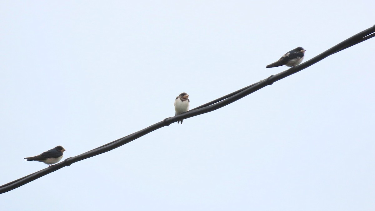 Barn Swallow - ML620291802