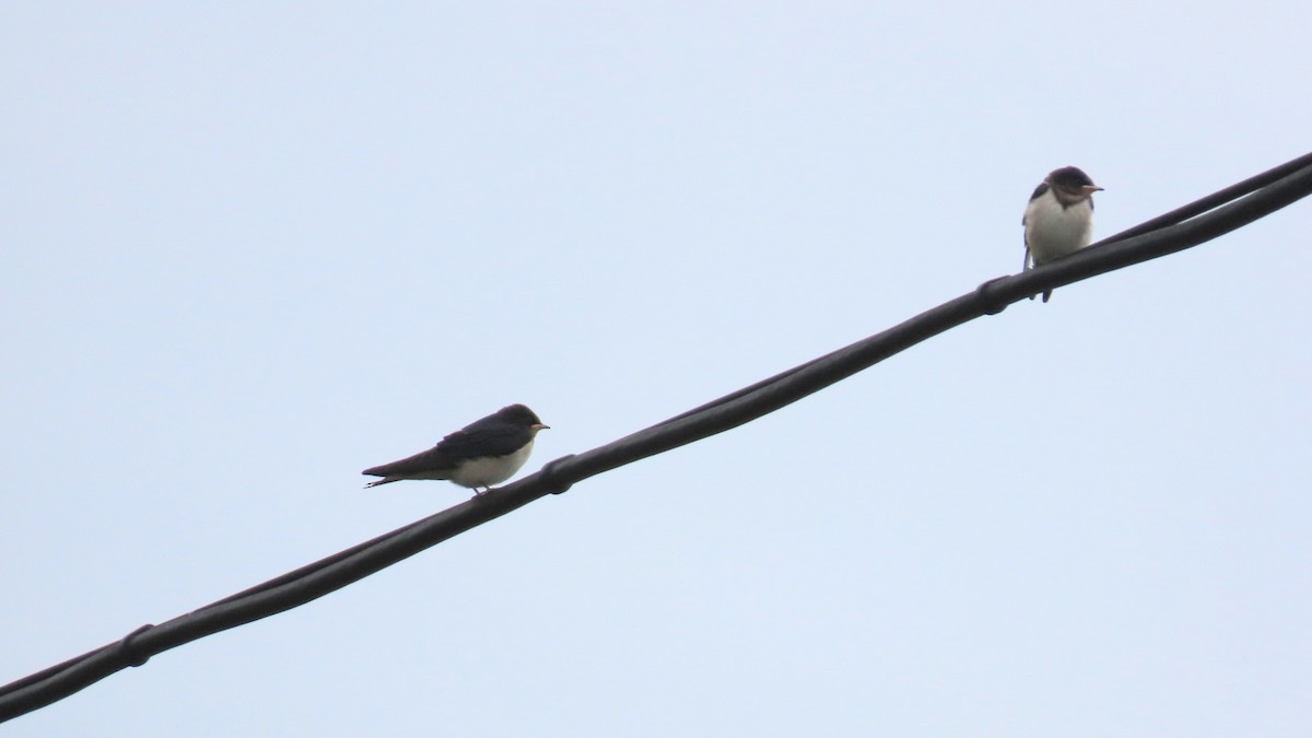 Barn Swallow - ML620291803