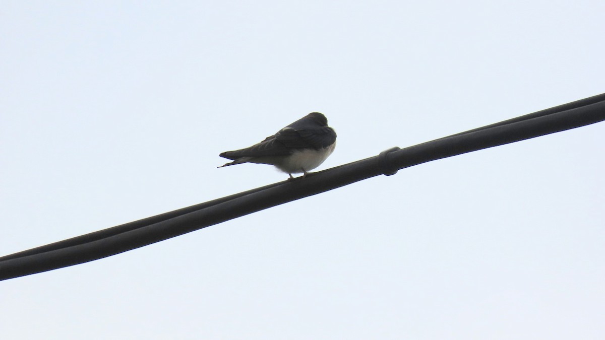 Barn Swallow - ML620291804