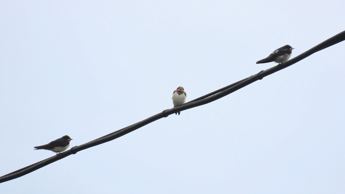 Barn Swallow - ML620291805