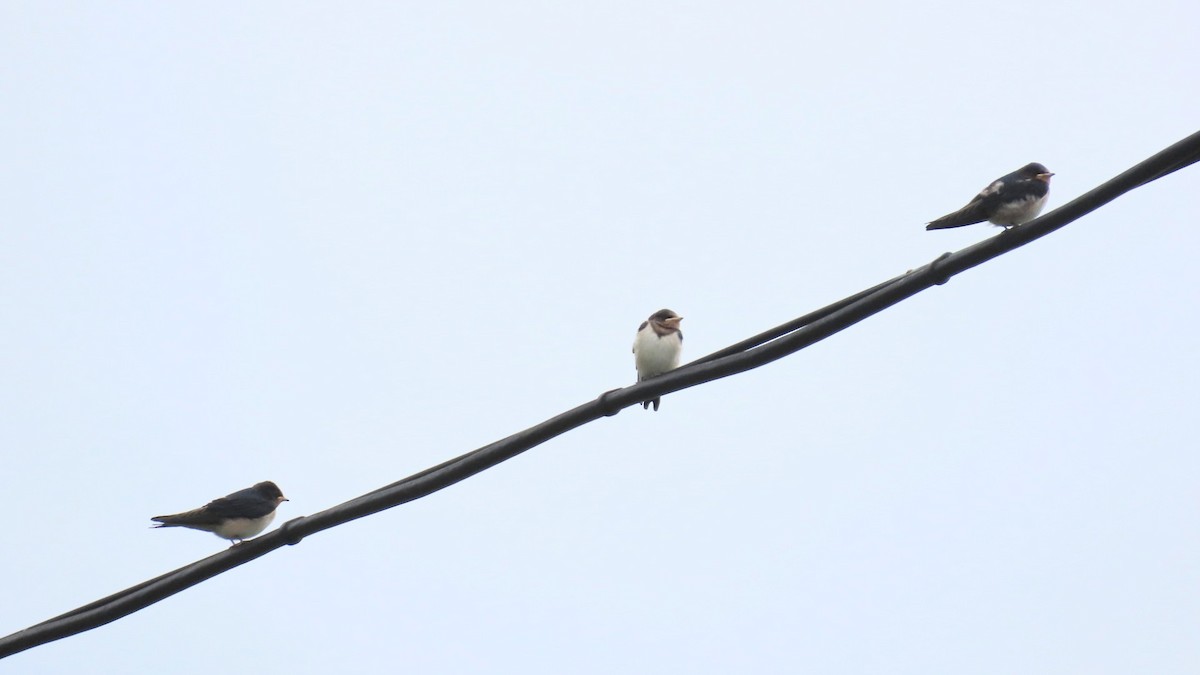 Barn Swallow - ML620291807