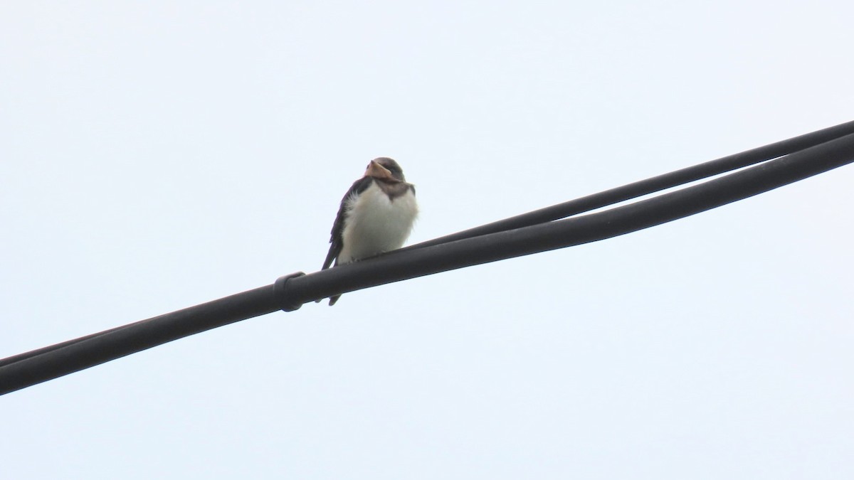 Barn Swallow - ML620291808